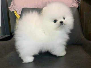 pomeranijos-spicu-suniukai