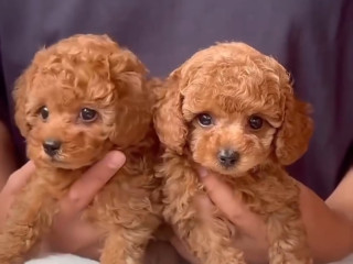 zaisliniu-pudeliu-suniukai