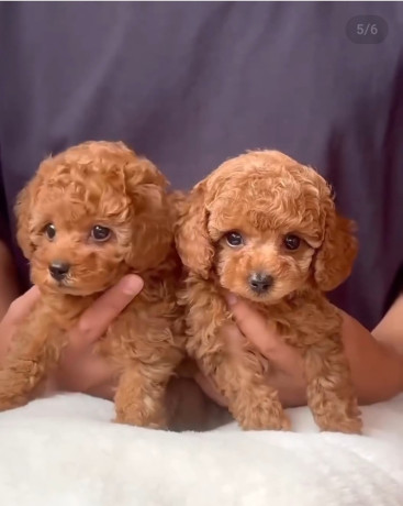 zaisliniu-pudeliu-suniukai-big-0